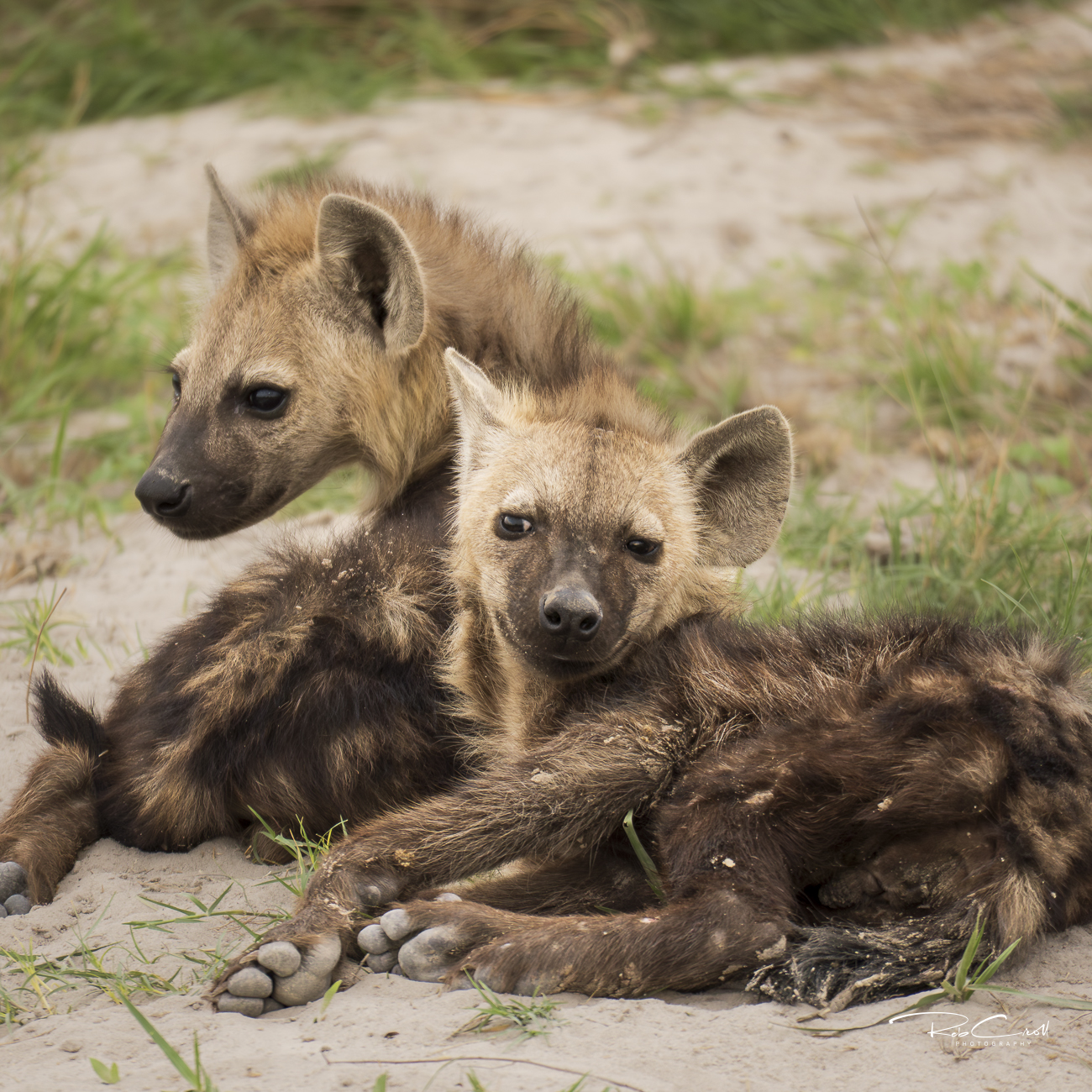 Spotted Hyena cubs